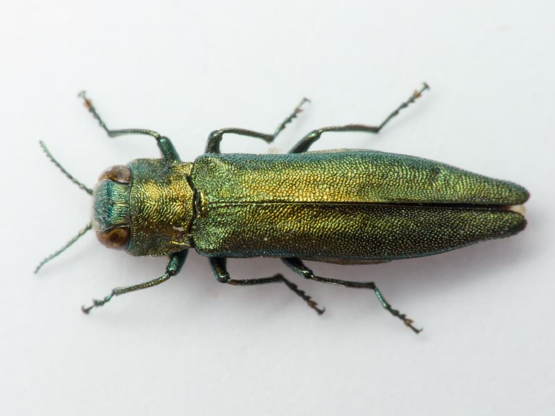 Buprestidae Leach, 1815